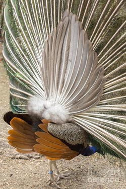 Páva toll, 40 cm - 39462 peacockk.jpg